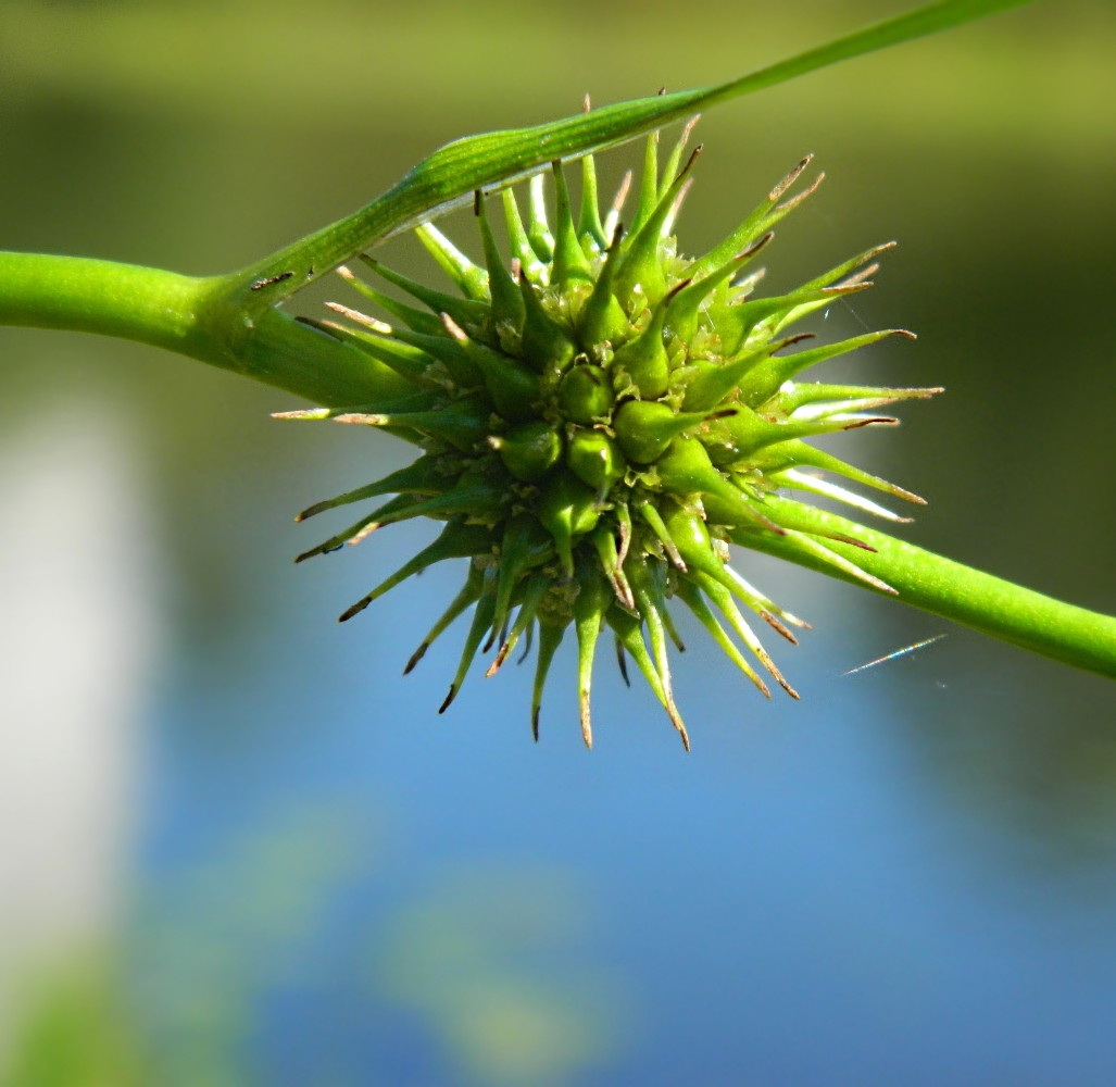 Image of Sparganium emersum specimen.