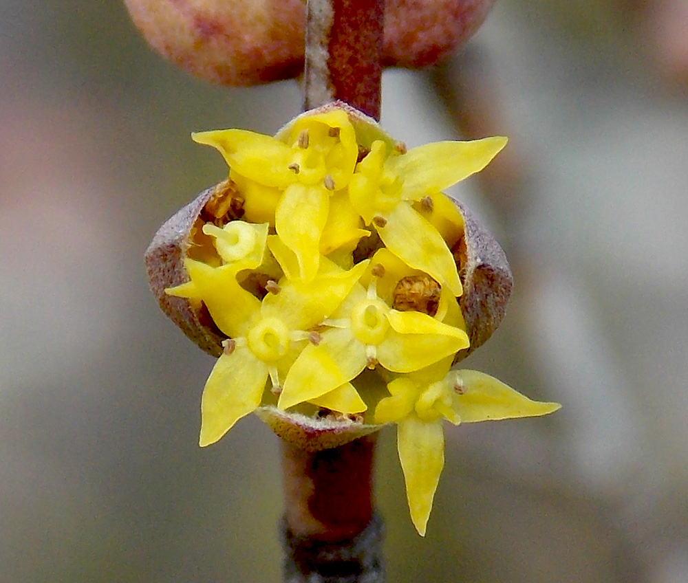 Image of Cornus mas specimen.