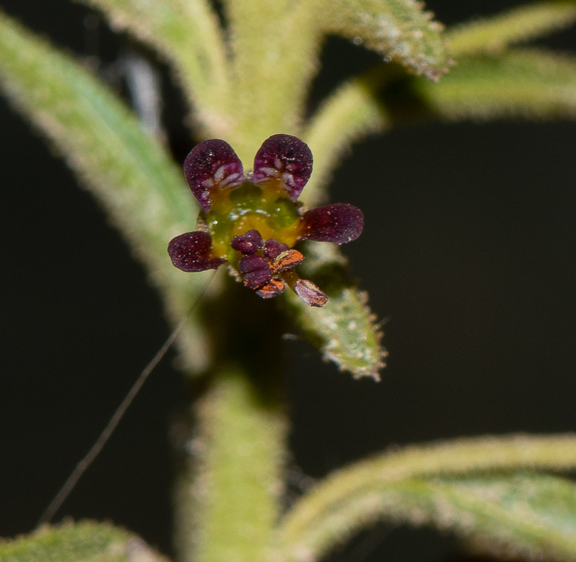 Image of Cleome amblyocarpa specimen.