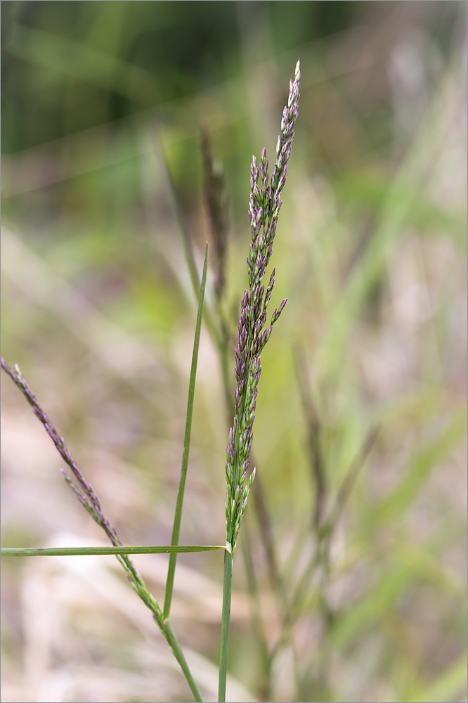 Image of Poa palustris specimen.