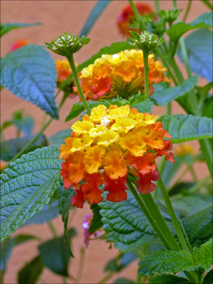 Image of Lantana camara specimen.