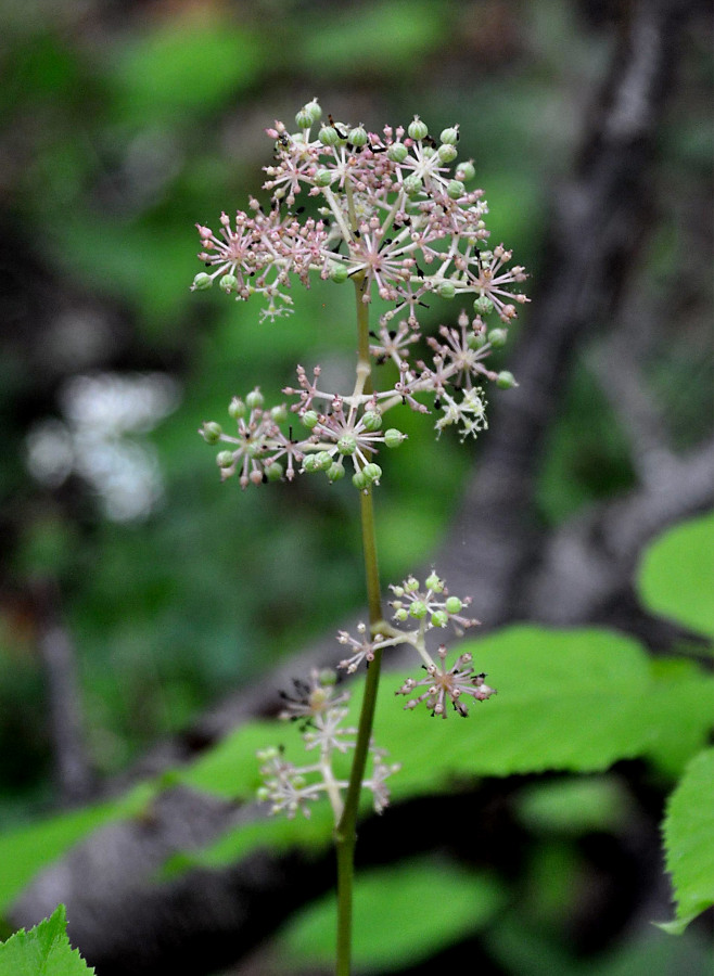 Image of Aralia continentalis specimen.