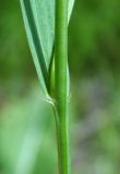 Lathyrus nissolia