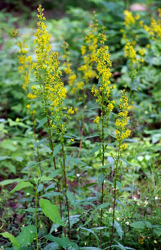 Image of Solidago virgaurea specimen.