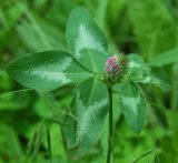 Trifolium pratense