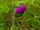 Geranium sanguineum