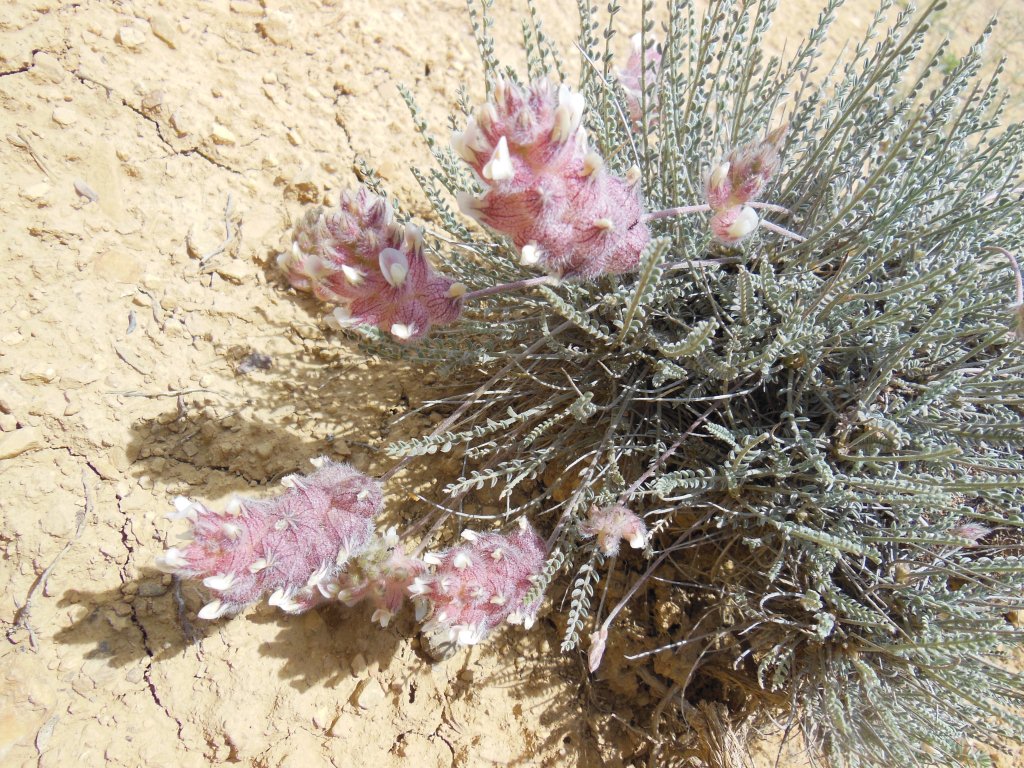 Image of Astragalus szovitsii specimen.