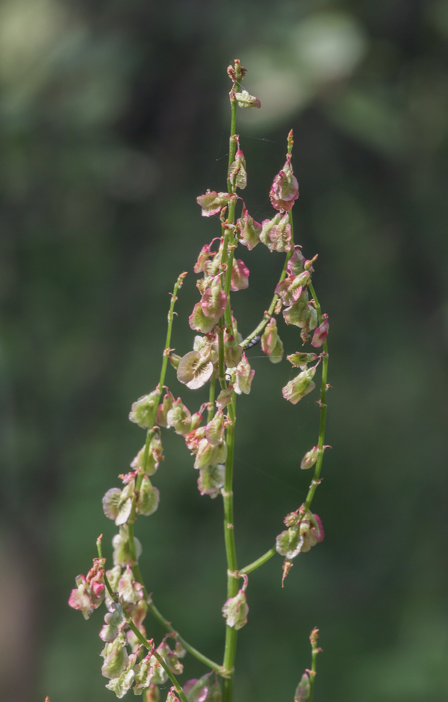 Image of Rumex acetosa specimen.