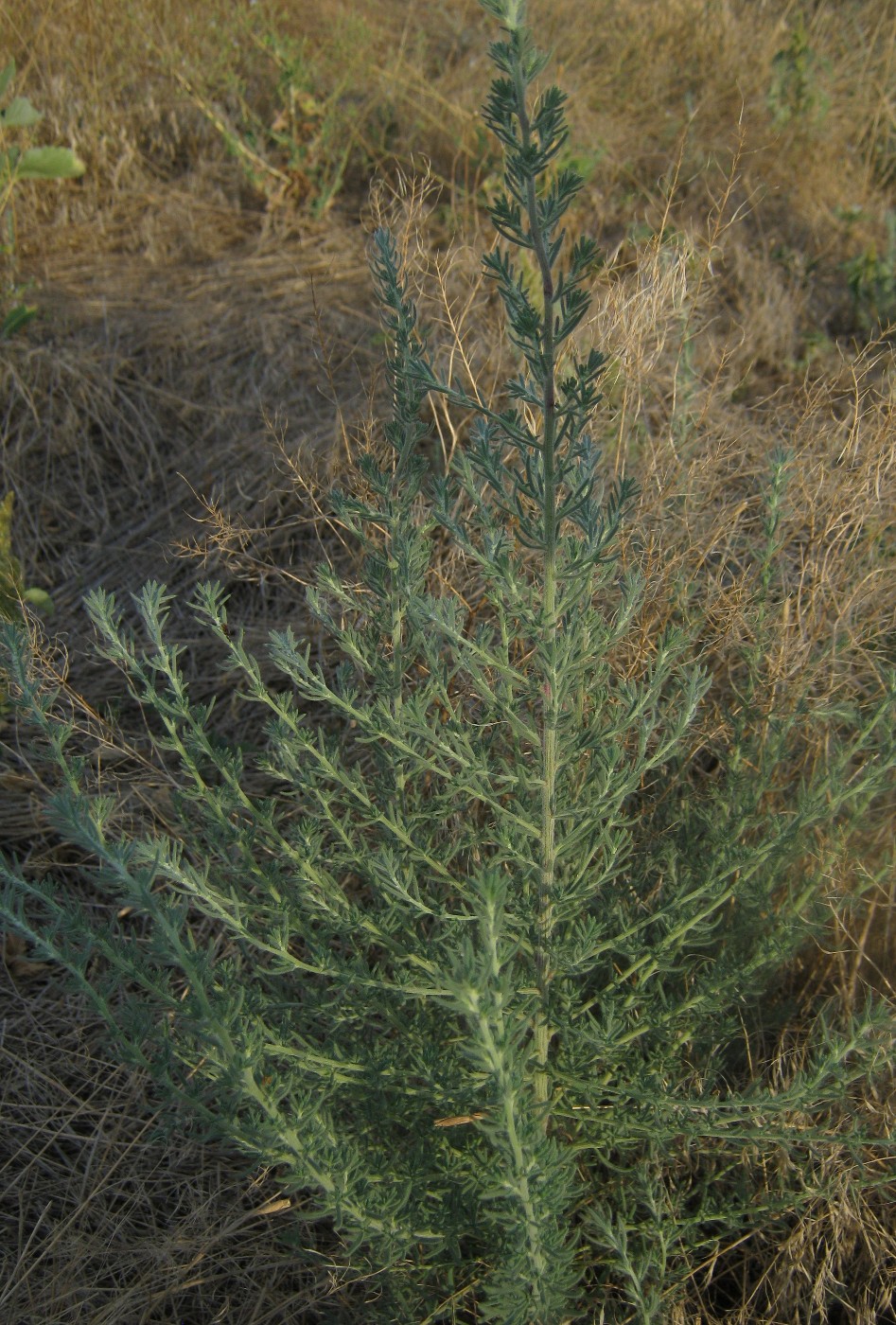 Изображение особи Sedobassia sedoides.