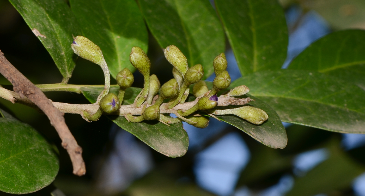 Image of Sophora secundiflora specimen.