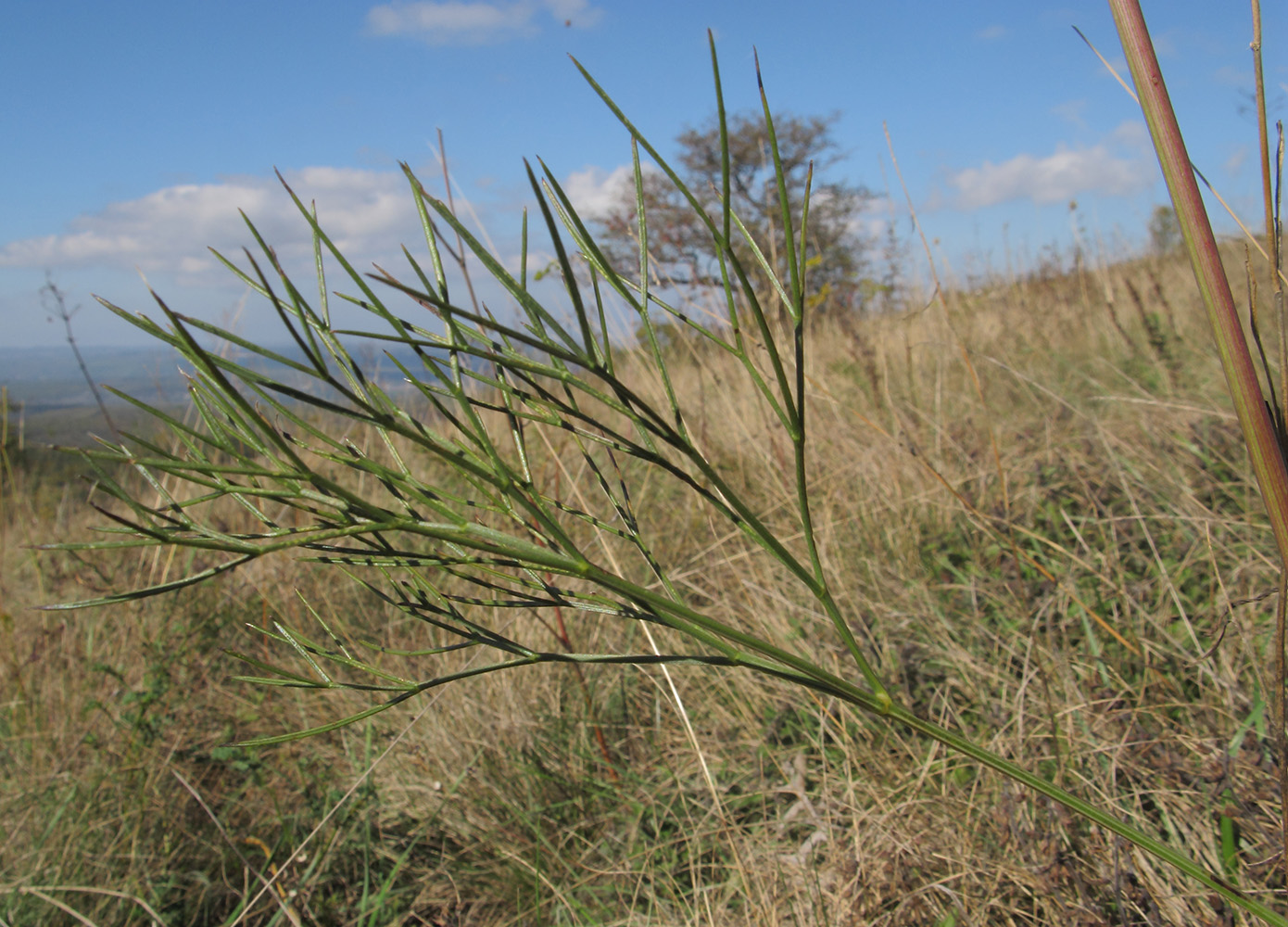 Изображение особи Peucedanum tauricum.