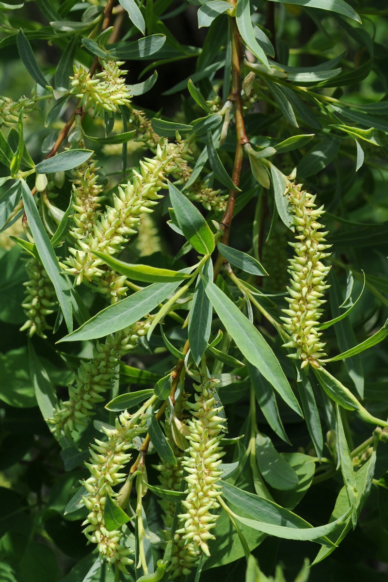 Image of Salix niedzwieckii specimen.