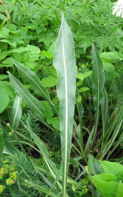 Image of Centaurea triumfettii specimen.