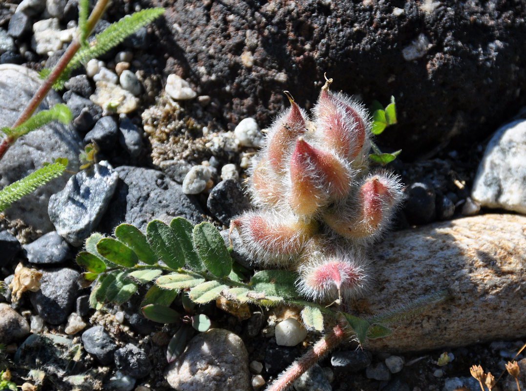 Изображение особи Astragalus ciceroides.