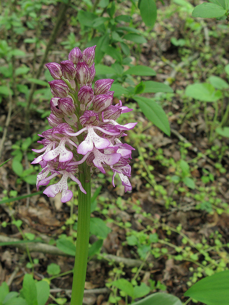 Image of Orchis purpurea ssp. caucasica specimen.