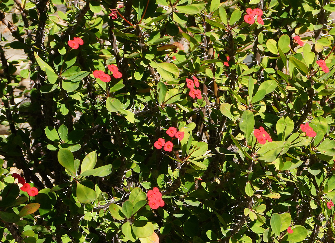 Image of Euphorbia splendens specimen.