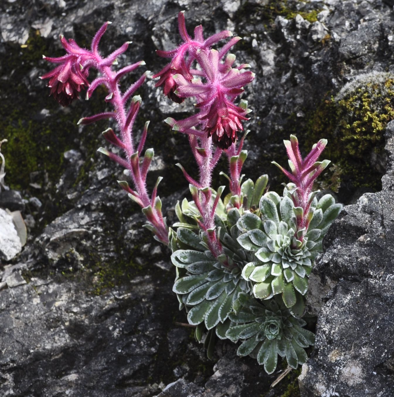 Изображение особи Saxifraga federici-augusti ssp. grisebachii.