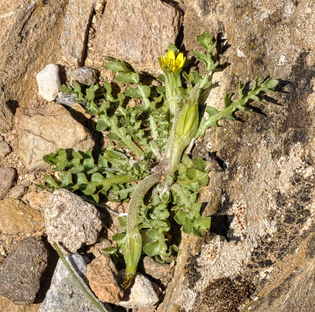 Image of Hyoseris scabra specimen.