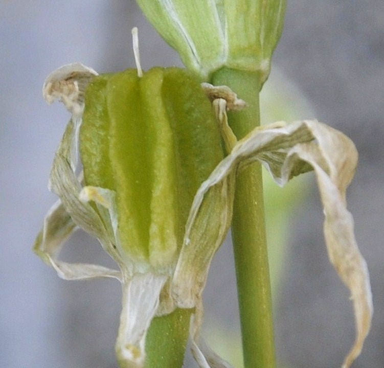 Image of Ornithogalum wiedemannii specimen.