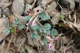 Corydalis persica