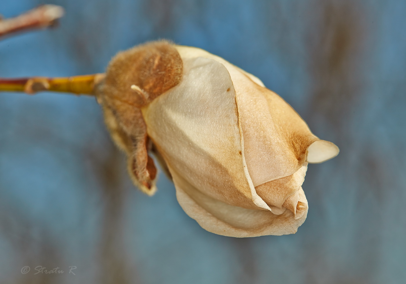 Image of Magnolia &times; loebneri specimen.