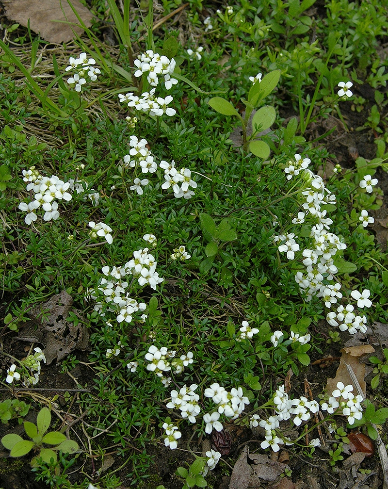 Image of Pritzelago alpina specimen.