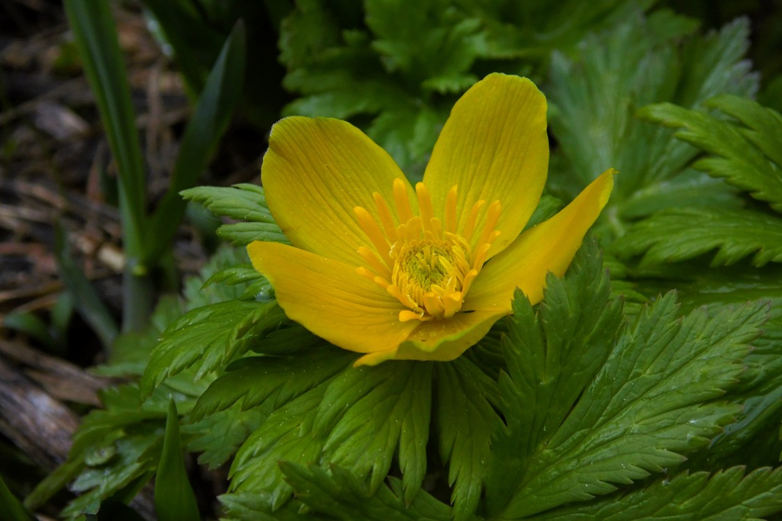 Image of Trollius ranunculinus specimen.