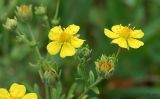 Potentilla argentea