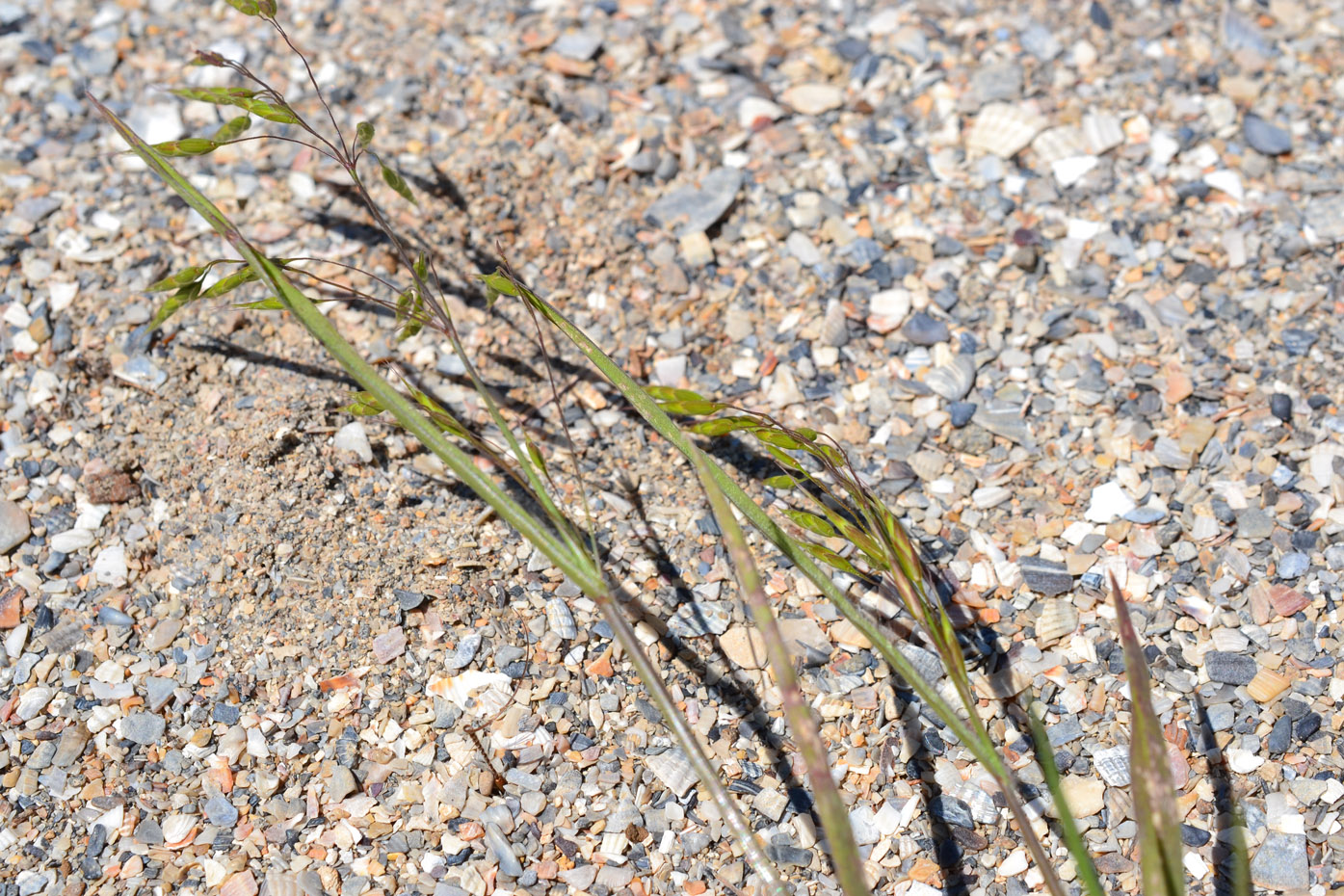 Image of familia Poaceae specimen.