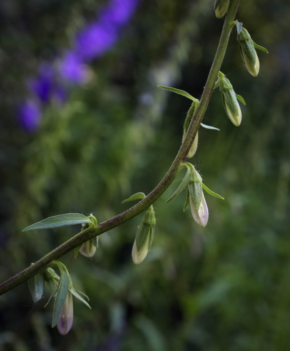 Image of Campanula rapunculoides specimen.