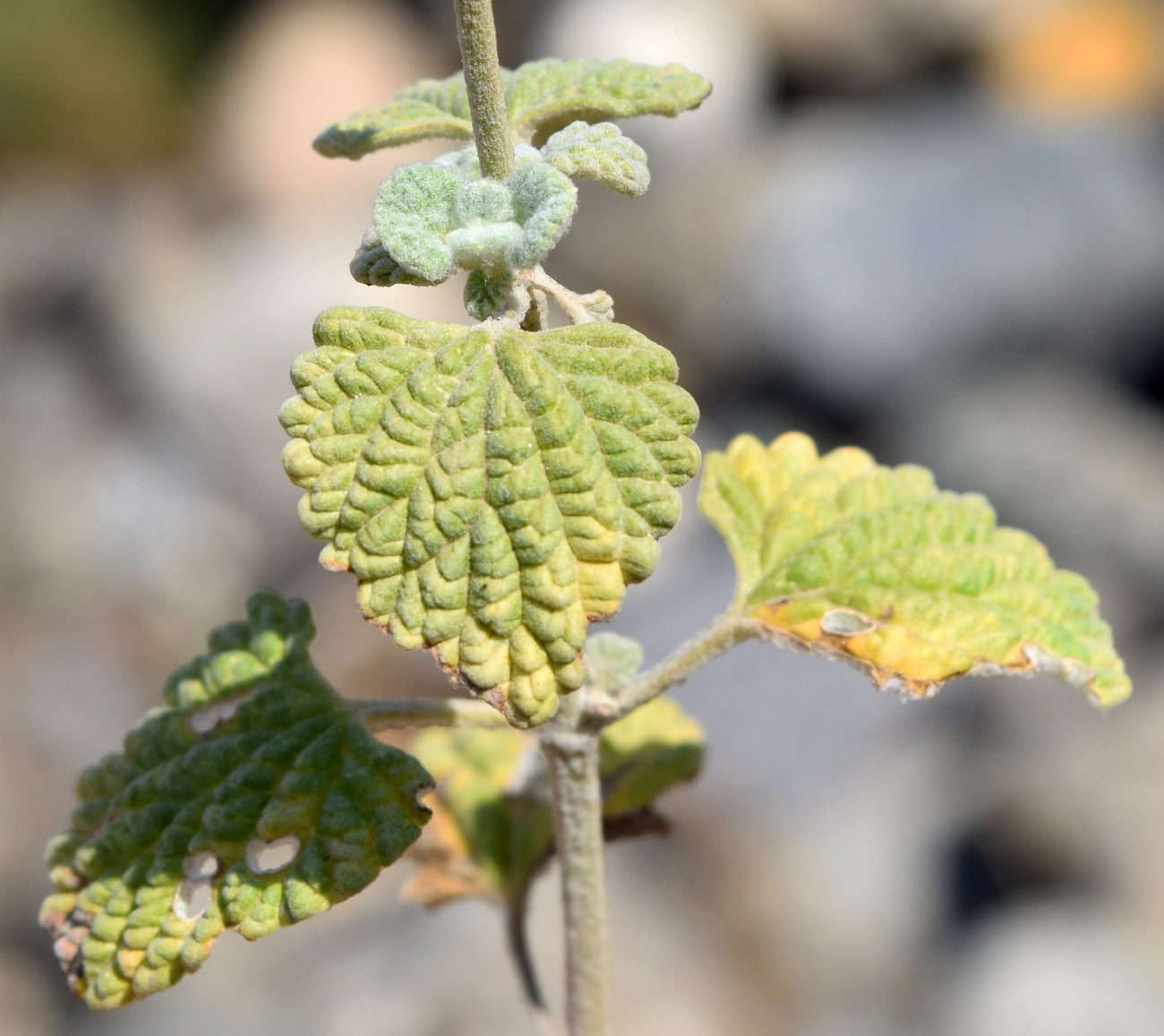 Изображение особи Nepeta olgae.