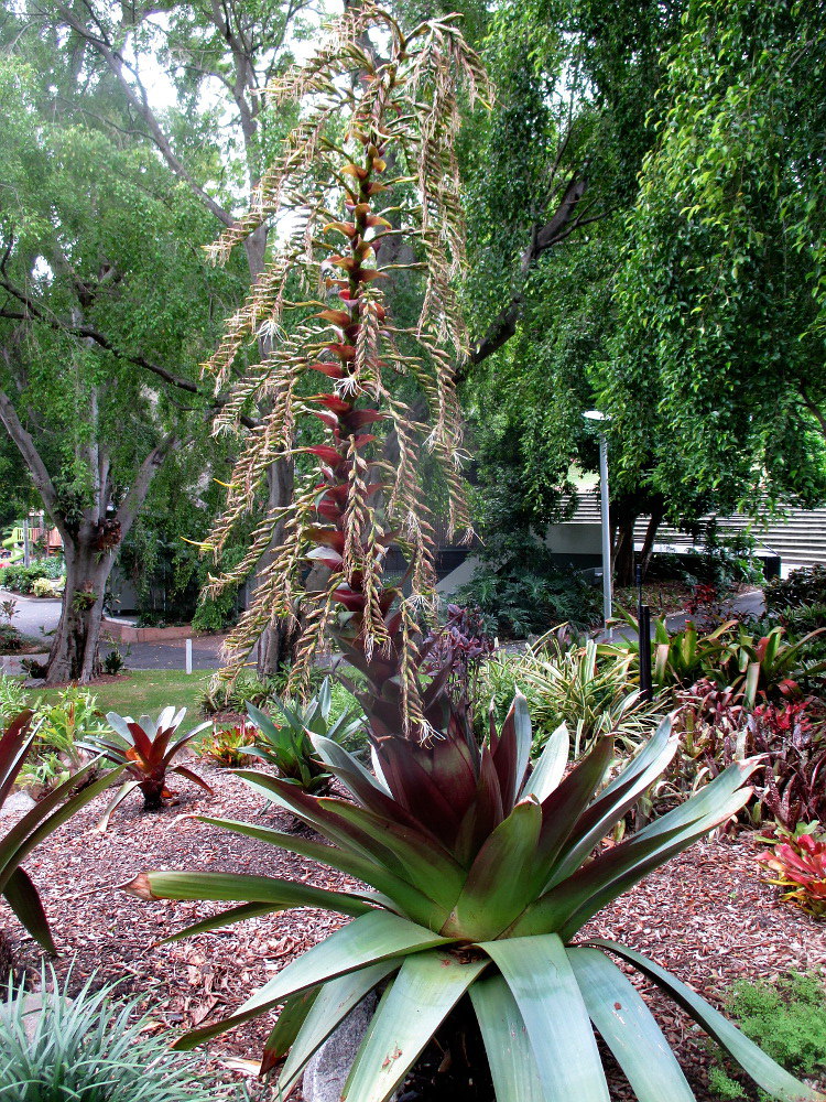 Image of Vriesea imperialis specimen.