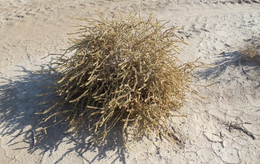 Image of Salsola orientalis specimen.