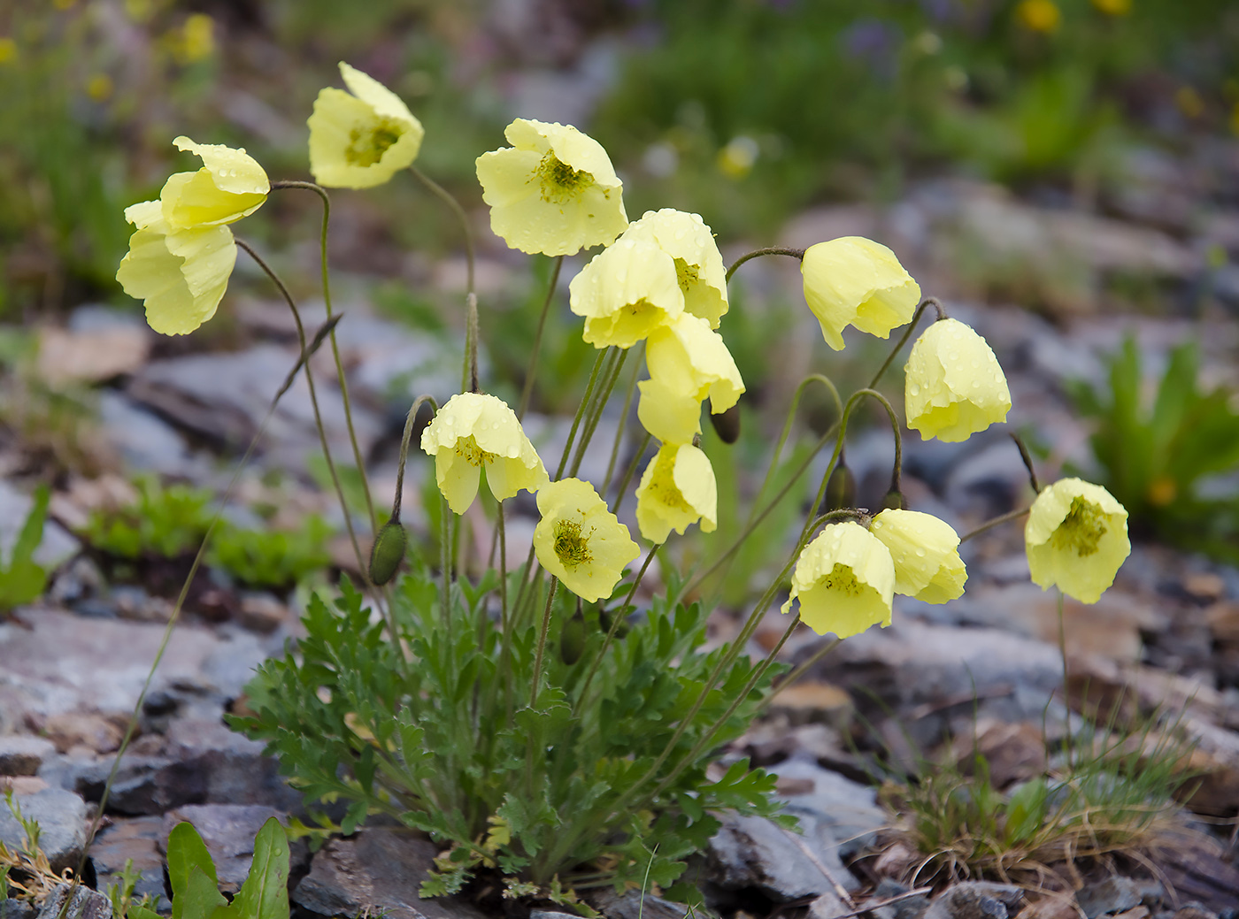 Изображение особи Papaver pseudocanescens.