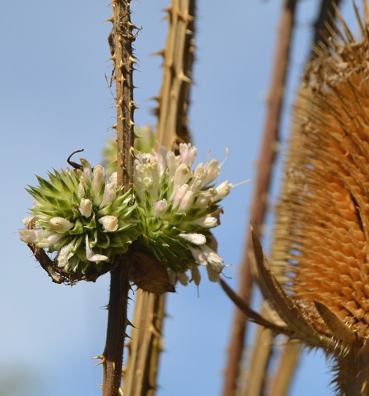 Image of Dipsacus laciniatus specimen.