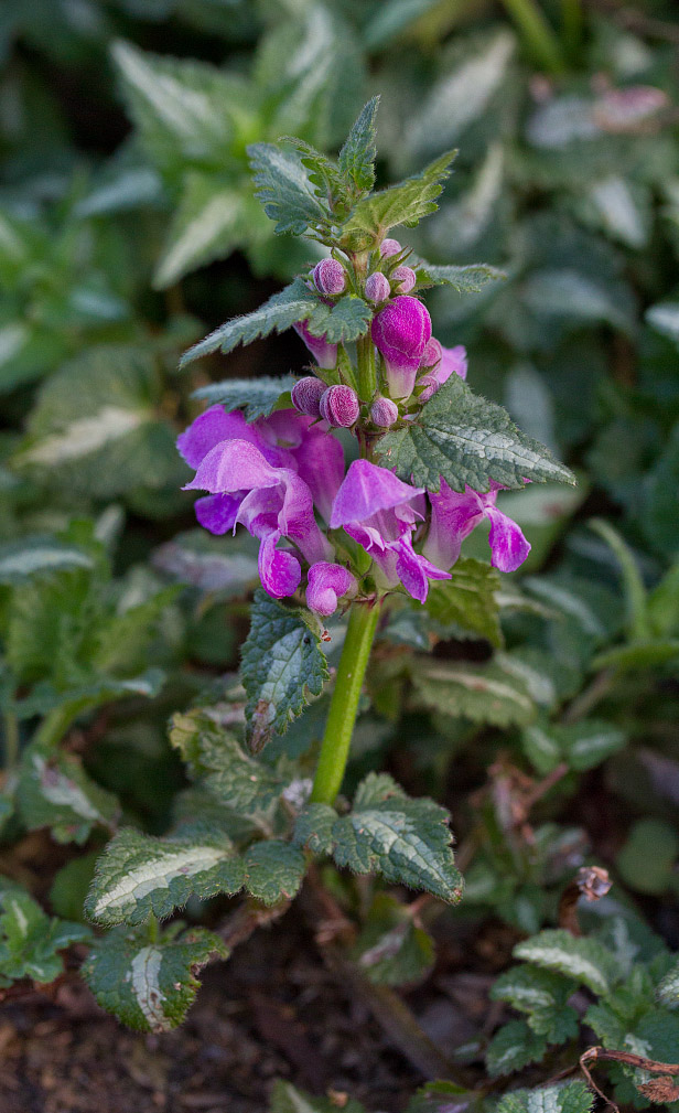 Image of Lamium maculatum specimen.