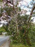 Bignonia callistegioides. Цветущие растения, вьющиеся по стволам Eucalyptus sp. Австралия, г. Брисбен, уличное озеленение, полуодичавшее. 01.11.2017.