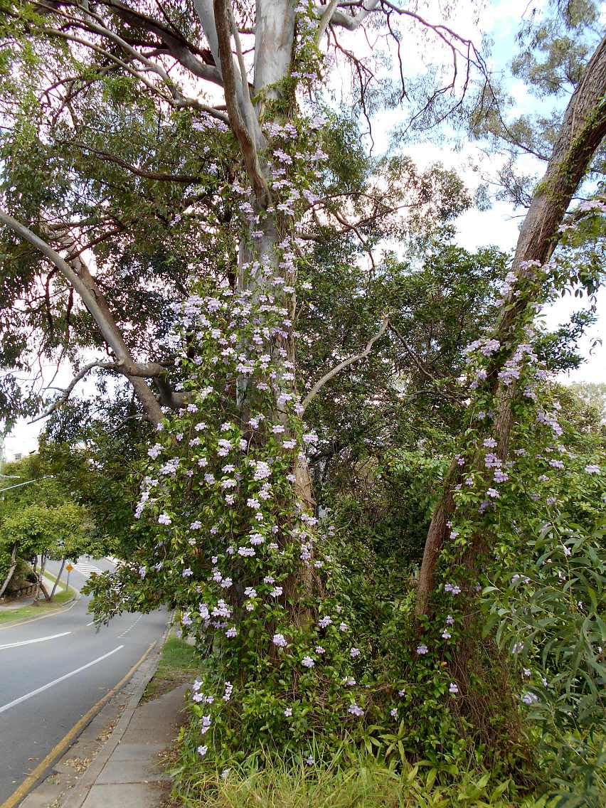 Image of Bignonia callistegioides specimen.