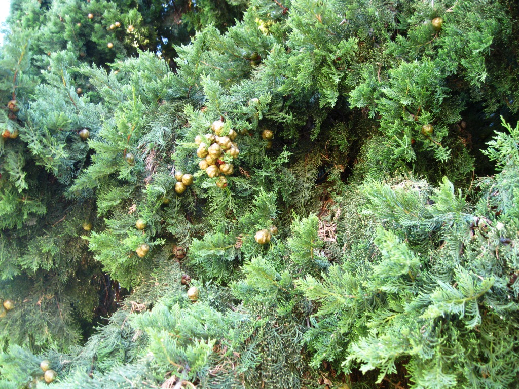 Изображение особи Cupressus sempervirens.