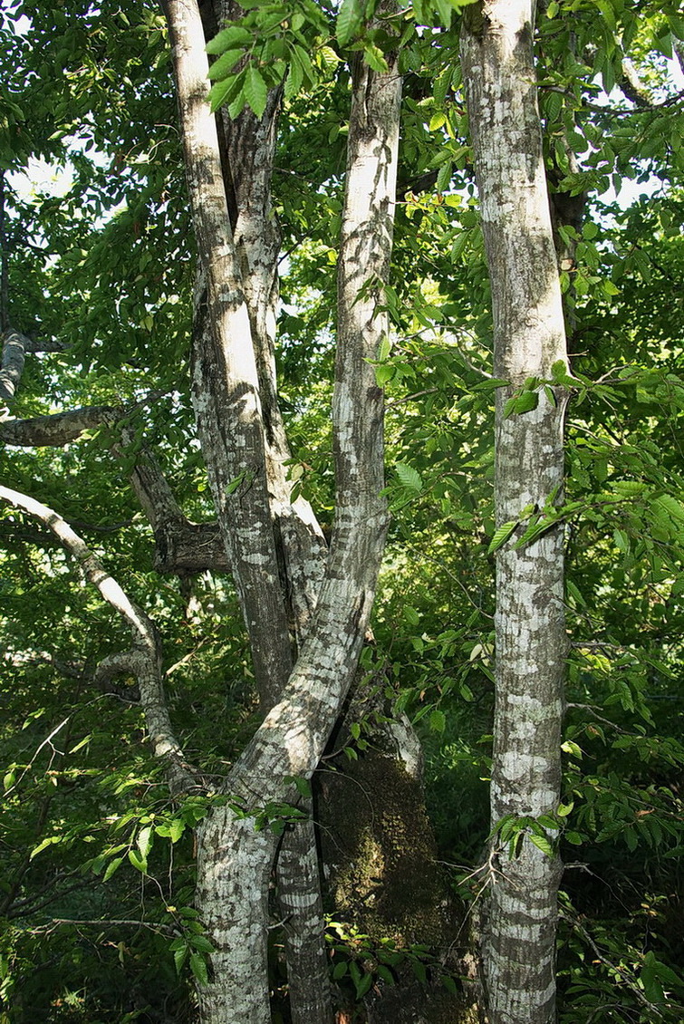 Image of Carpinus betulus specimen.