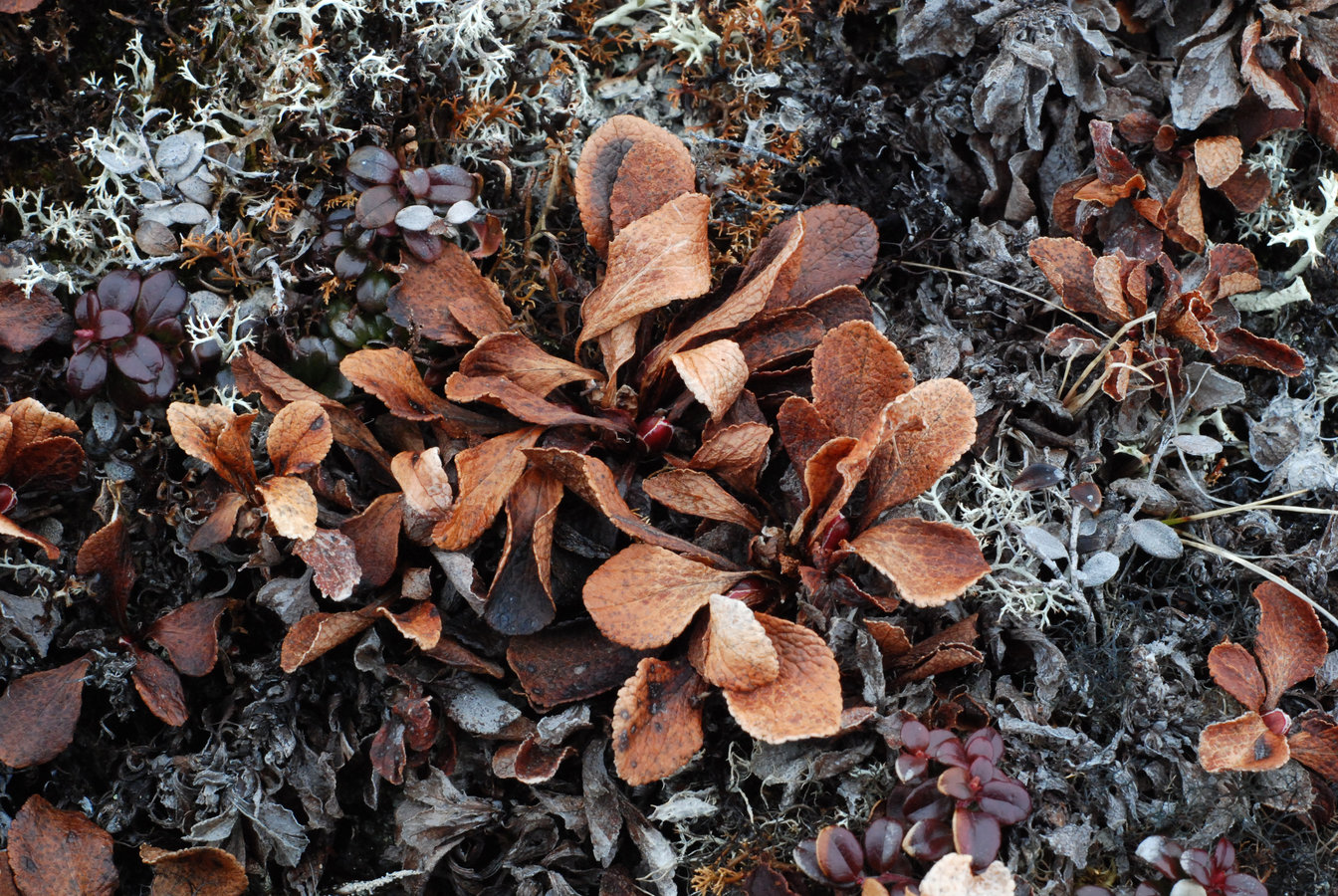 Image of Arctous alpina specimen.