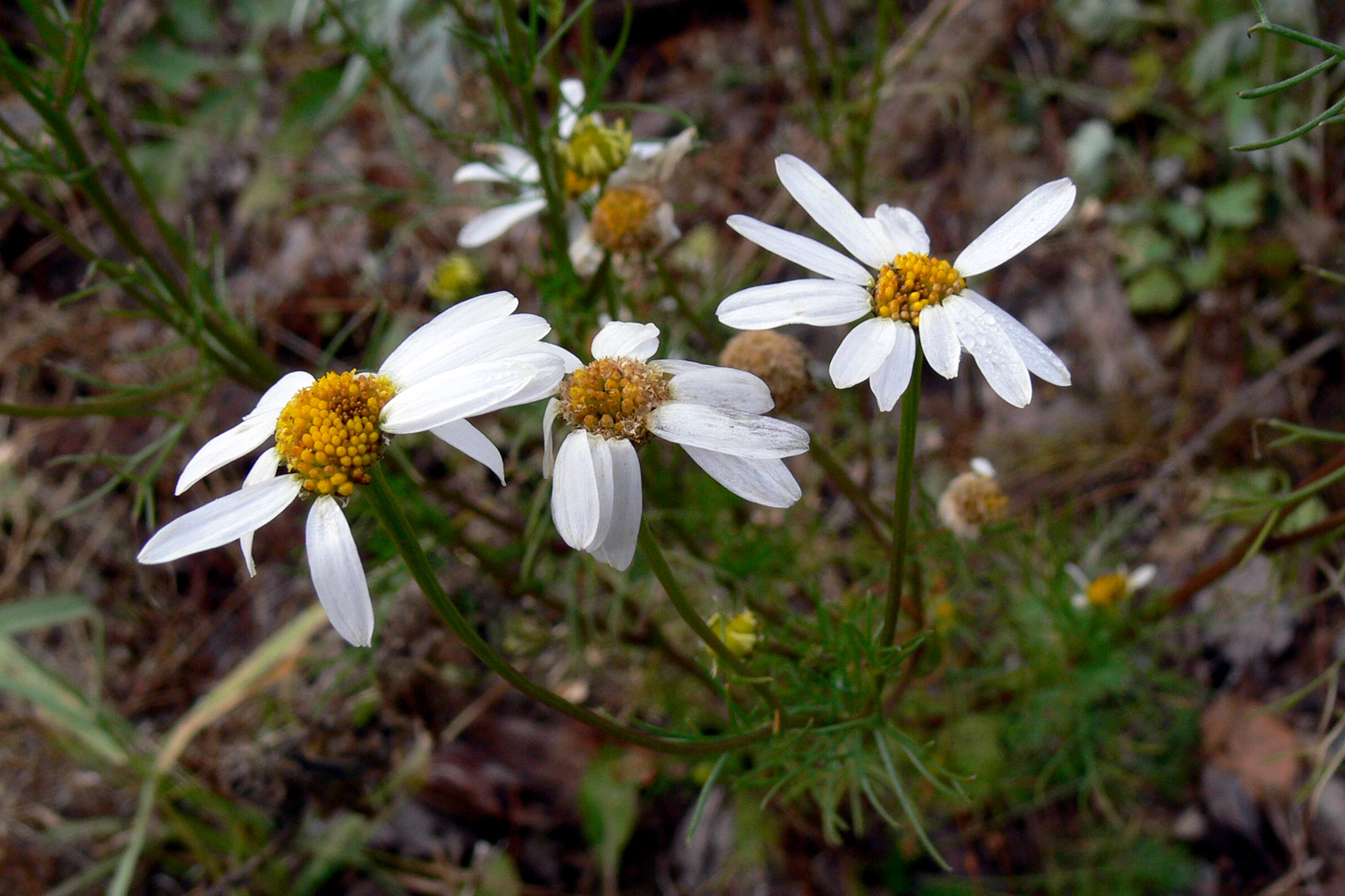 Image of Tripleurospermum inodorum specimen.