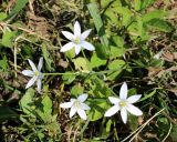 Ornithogalum umbellatum. Соцветие. Беларусь, Минский р-н, остановочный пункт Зелёное, луг между лесом и частным сектором. 28.05.2016.