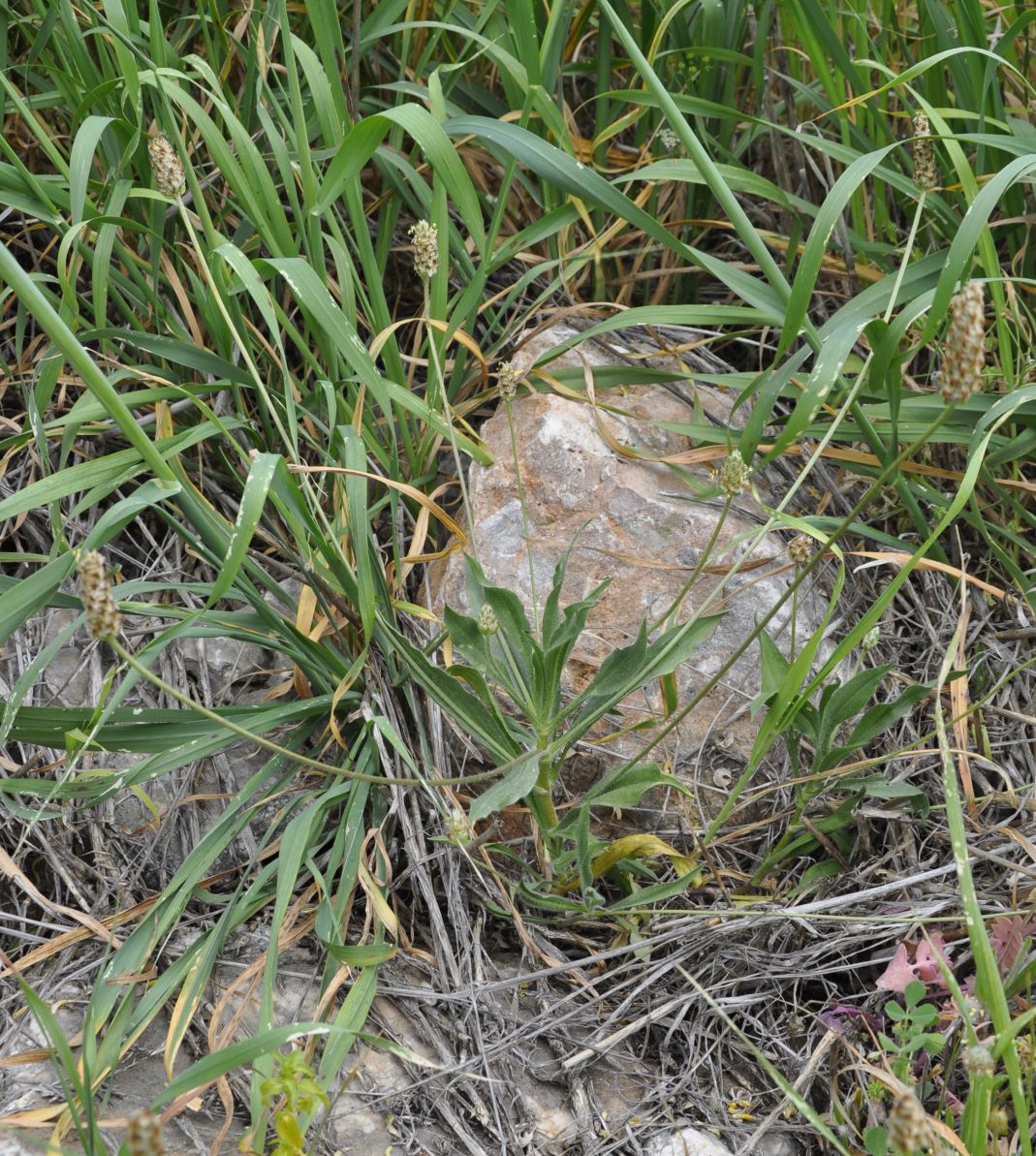 Image of Plantago amplexicaulis specimen.