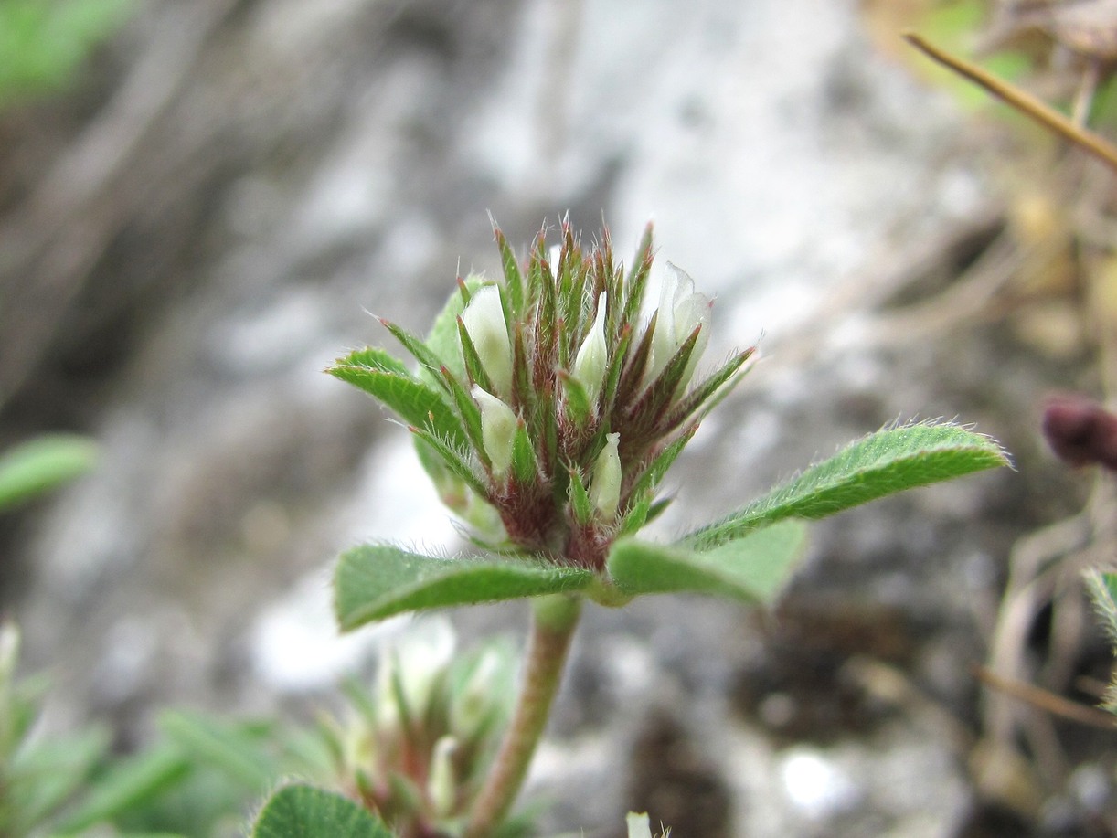 Изображение особи Trifolium scabrum.