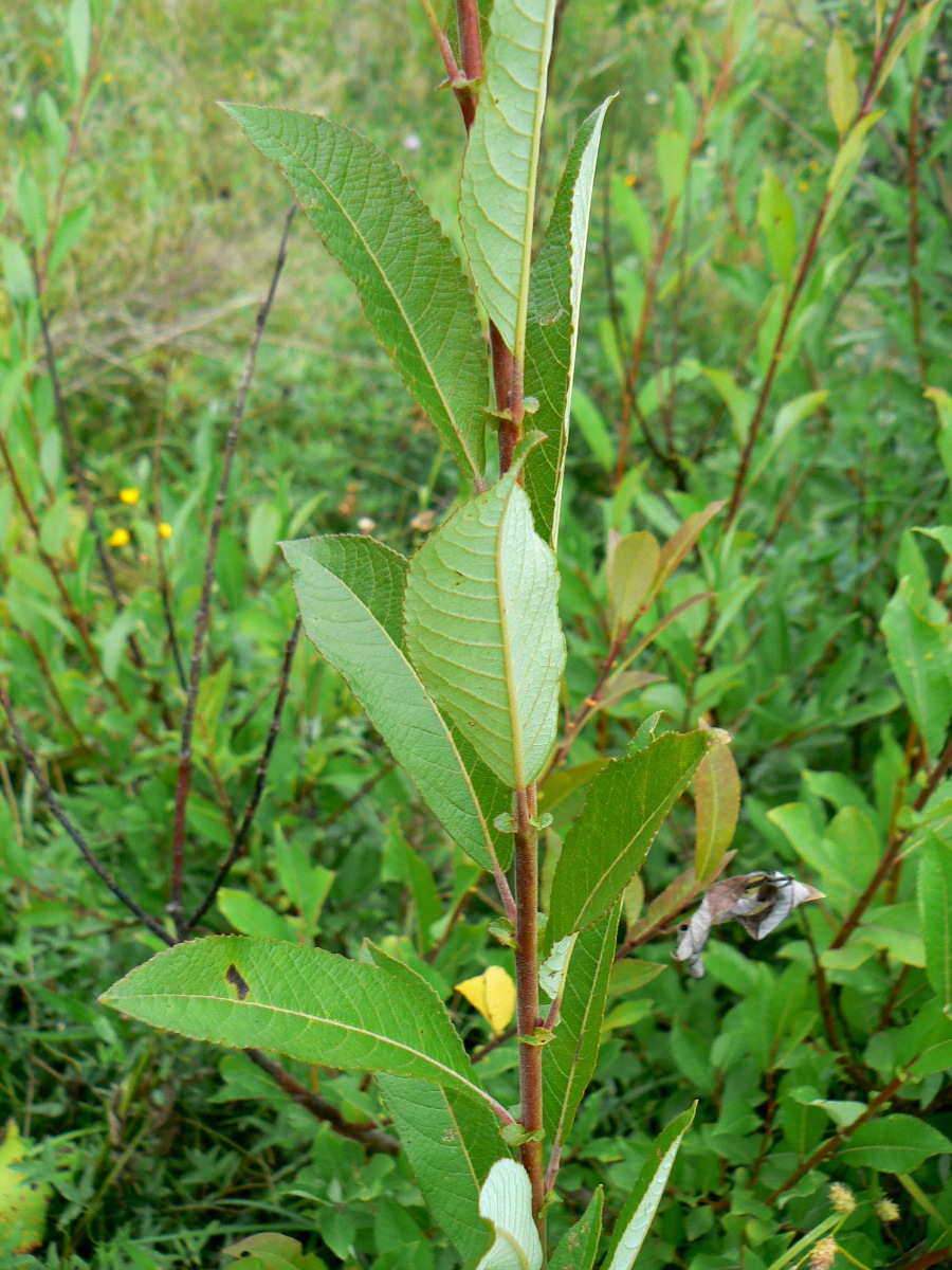 Изображение особи Salix myrsinifolia.