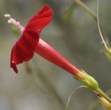 Ipomoea &times; multifida