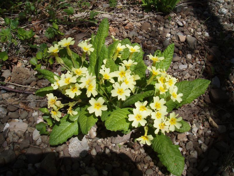 Image of genus Primula specimen.