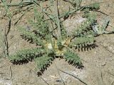 Astragalus pamirensis