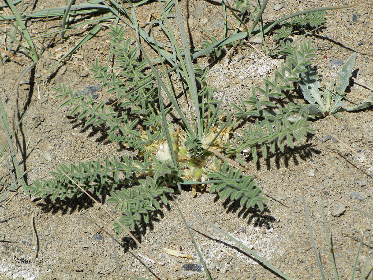 Изображение особи Astragalus pamirensis.